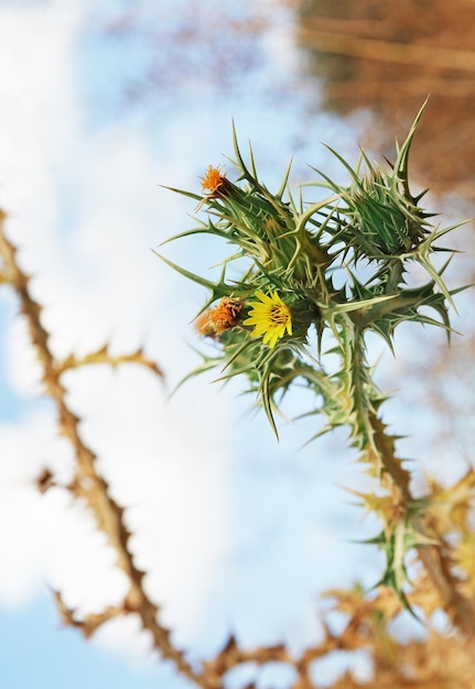 Planta espinhosa em Israel close-up