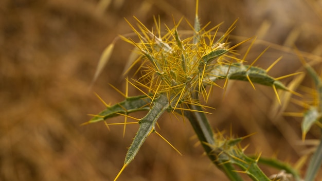 Planta espinhosa incrivelmente bela crescendo nas montanhas, dia de verão