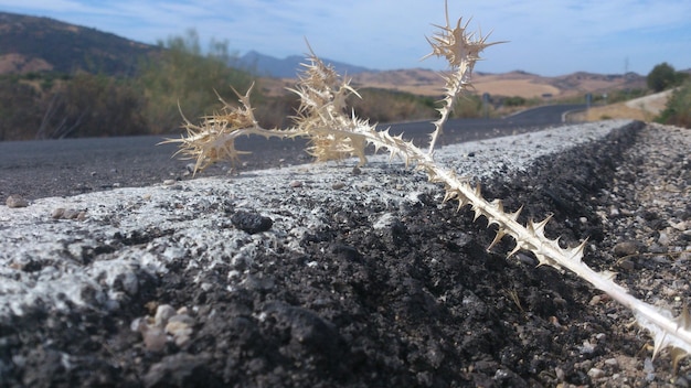 Planta espinhosas secas na estrada