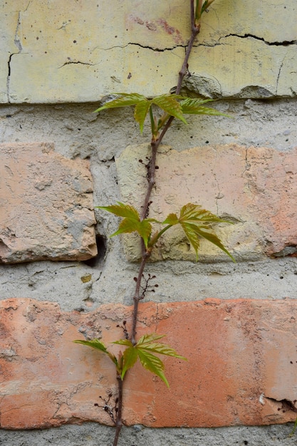 Una planta está tejiendo a lo largo de una vieja pared de ladrillos. En el centro del encuadre