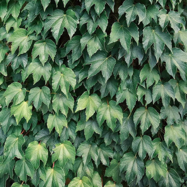 Planta estética de hojas verdes. Fondo de la naturaleza