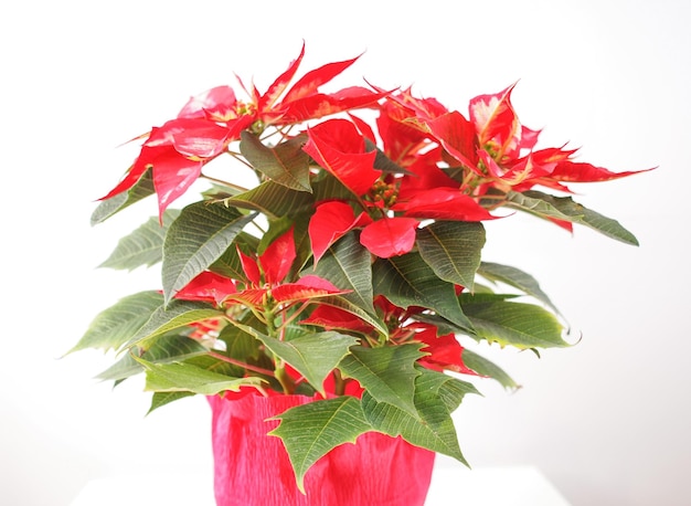 Planta estrela de natal poinsettia euphorbia pulcherrima fluxo vermelho