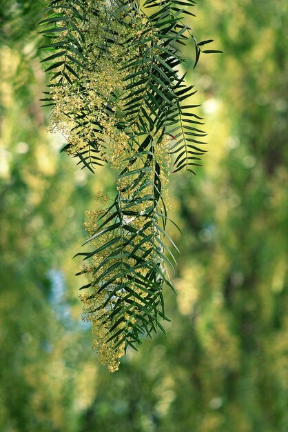 Foto planta fértil