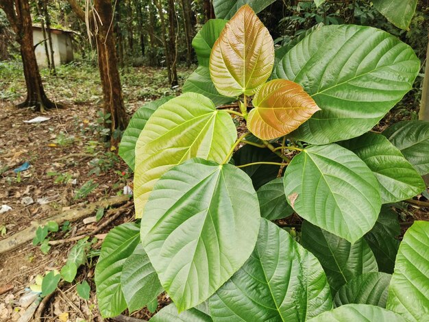 Foto planta de ficus auriculata en el jardín