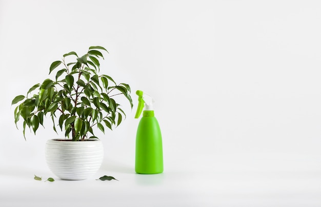 Planta Ficus benjamina em vaso e frasco spray verde sobre fundo branco com espaço de cópia. Cuidados com a planta de casa