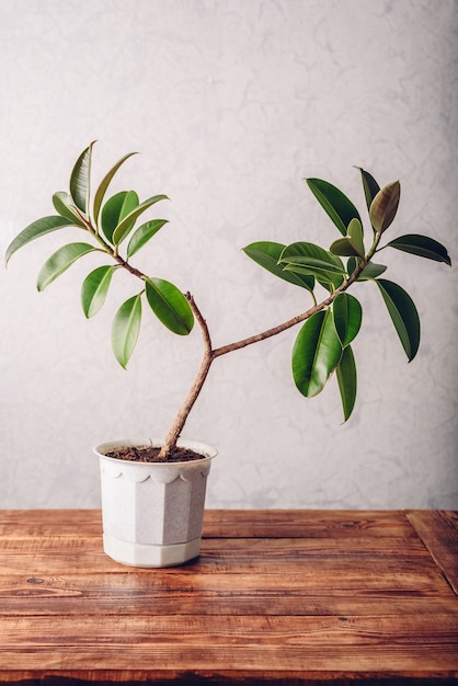 Planta ficus em vaso branco sobre superfície de madeira