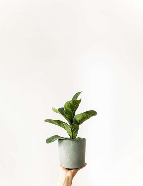 Planta de ficus con hojas verdes en maceta gris en mano sobre fondo blanco.