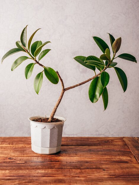 Planta de Ficus en maceta blanca sobre superficie de madera