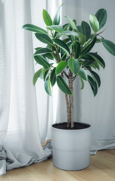 planta de ficus en maceta