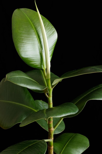 Planta de ficus sobre un fondo negro