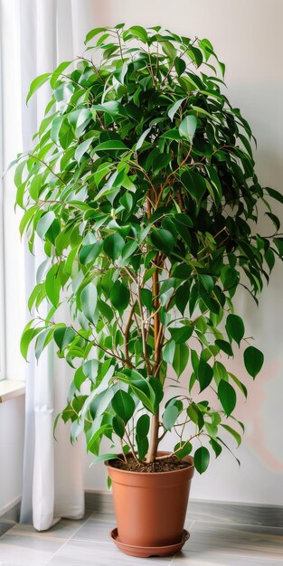 Planta de figo llorón en una olla marrón de moda para la decoración moderna del hogar verde y el estilo de vida Ficus