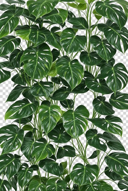 Planta de filodendro png