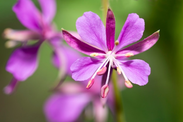 Planta fireweed epilobium angustifolium em flor. flores lilases da planta de chá chamaenerion