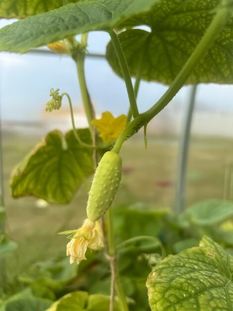 Una planta con una flor amarilla en el centro.