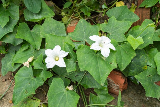 Planta de flor blanca fuera de casa