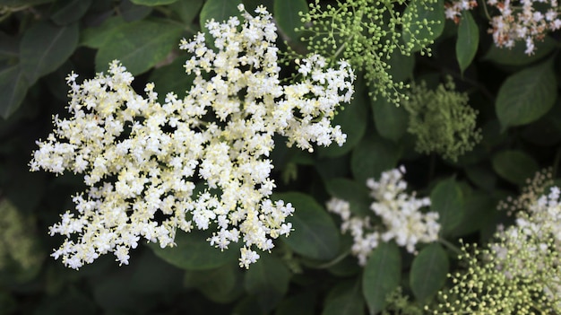 Planta de flor blanca