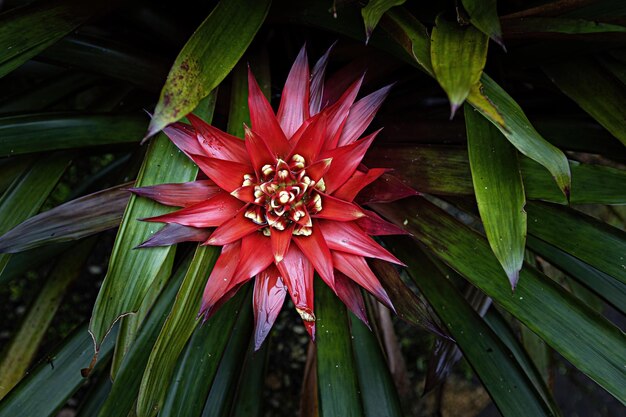 Planta de flor de bromelia que florece en el jardín