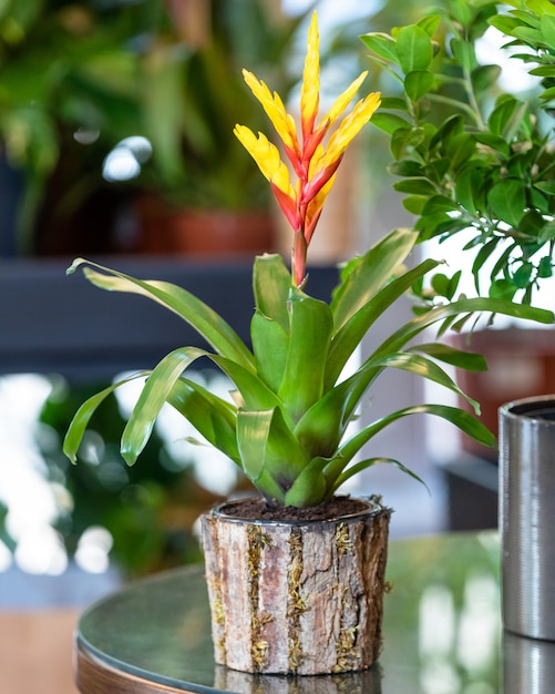 Planta de flor de bromelia roja en la maceta de madera