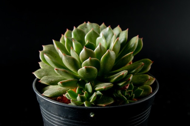 Planta de flor de cactus en el fondo de la espalda