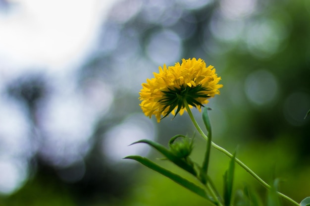 Planta de flor de caléndula en plena floración