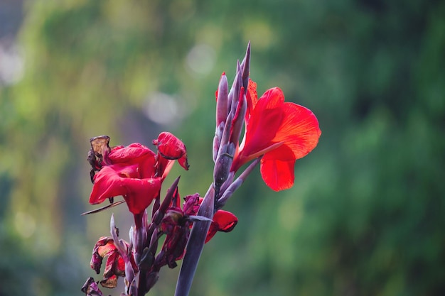 Planta de flor de Canna Indica en plena floración
