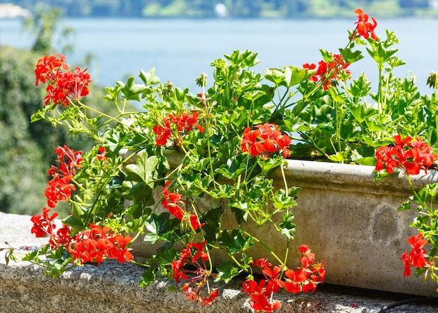 Planta de flor dekorative floreciente rojo en la pared pedregosa y el lago detrás