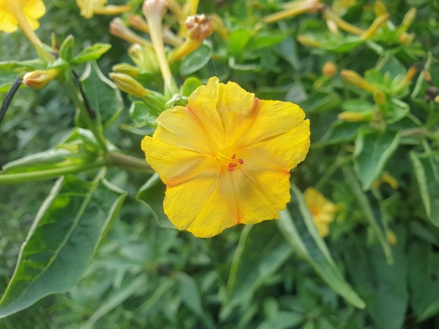 Planta de flor de día de lirio amarillo en el jardín