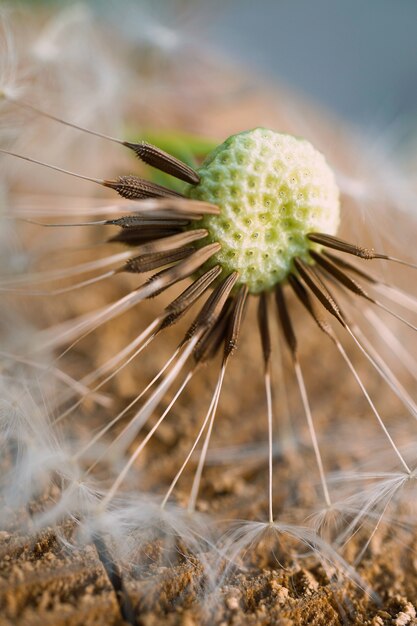 planta de flor de diente de león