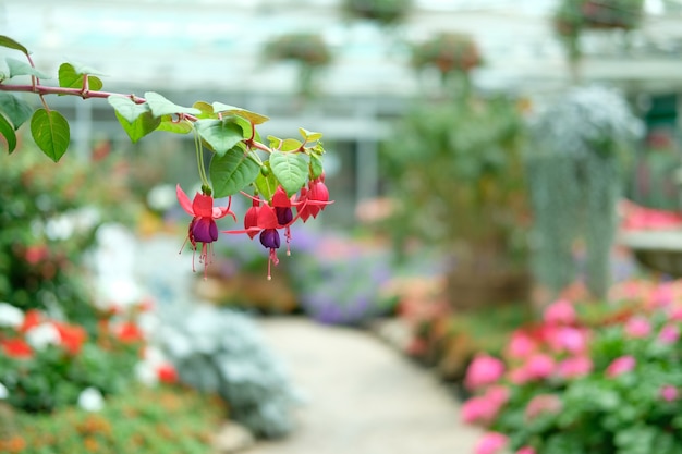 Planta de flor fucsia rojo púrpura en el jardín