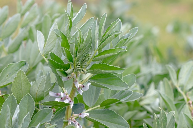 Planta de flor de habas.