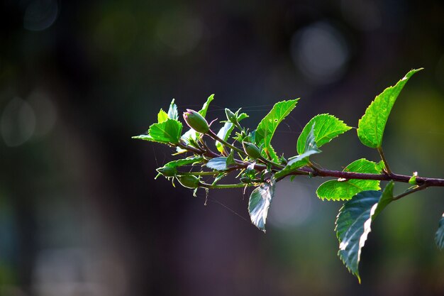 Planta de flor de hibisco