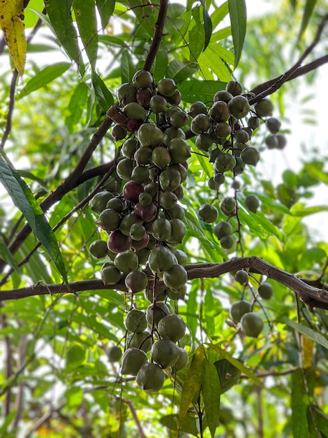 La planta de flor de Lepisanthes alata en el árbol