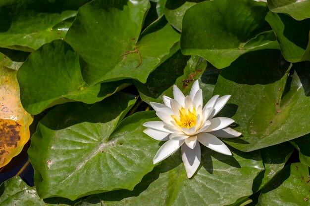 Planta de flor de loto en el lago. Flor de loto que florece en el río