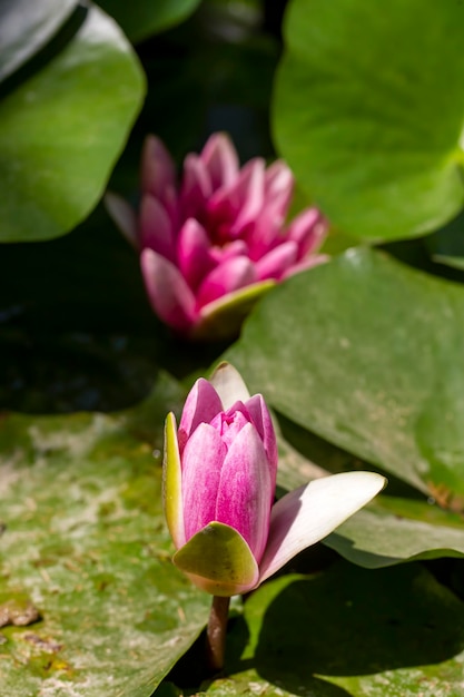 Planta de flor de loto en el lago. Flor de loto que florece en el río