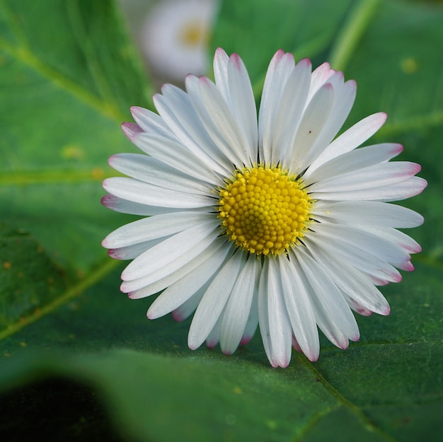 planta de flor de margarita