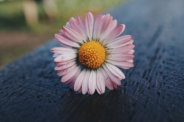 planta de flor de margarita