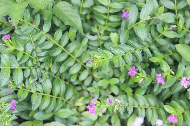 Una planta con una flor morada