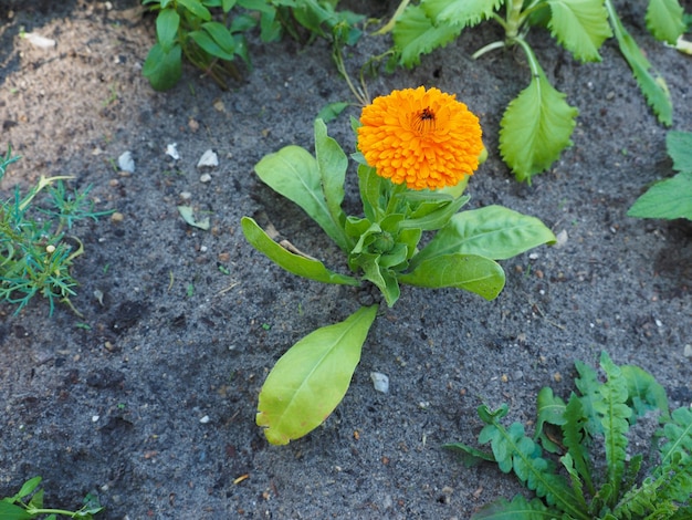 Planta con flor de naranja