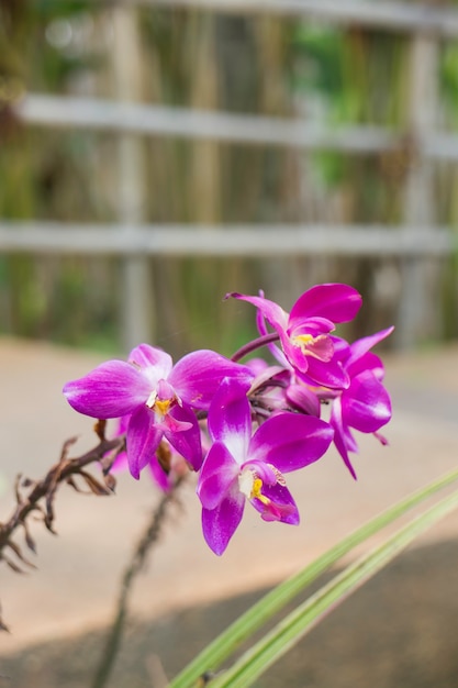 Planta de flor de orquídea salvaje en la naturaleza