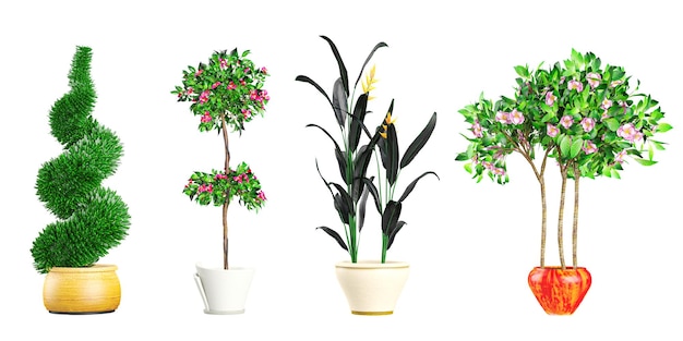 Planta en la flor del paraíso Bougainvillea bonsai Plantas de pared de musgo verde aisladas en fondo blanco desde arriba