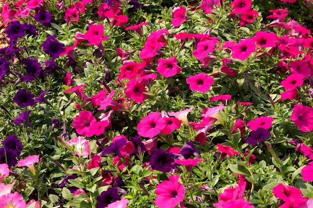 Planta de flor de petunia rosa híbrida en la academia botánica