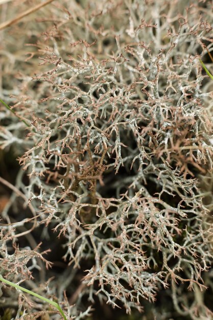 Foto una planta con una flor púrpura que tiene un tallo verde