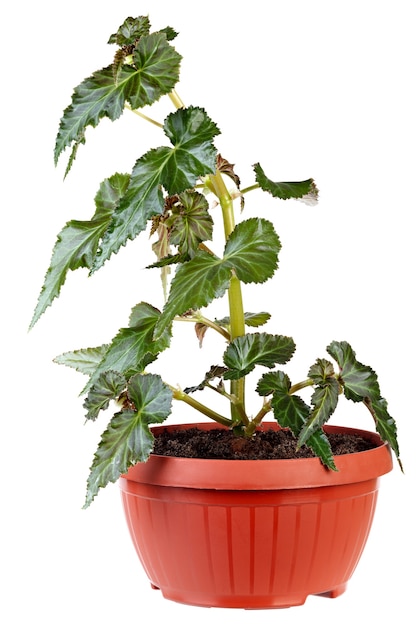 Planta de flor en un recipiente aislado en la pared blanca. Begonia L.