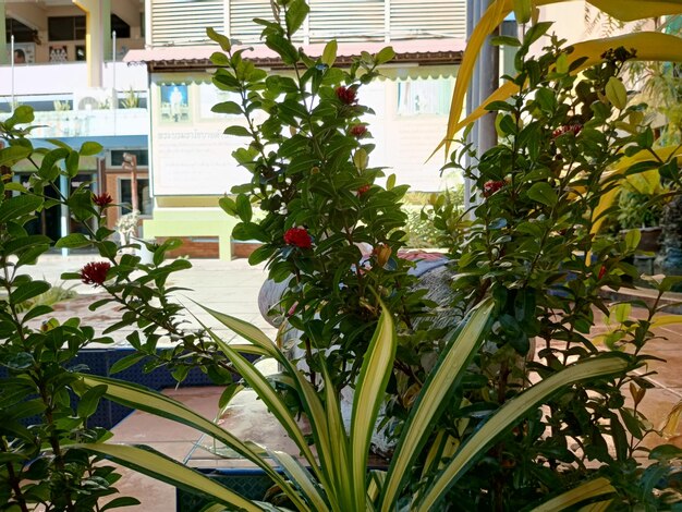 una planta con una flor roja en el medio