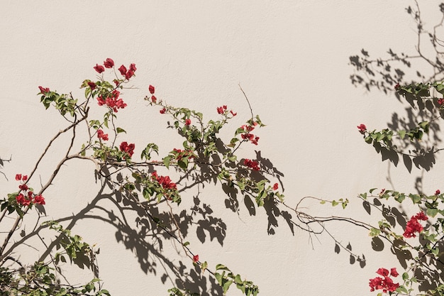 Planta de flor roja y sombras de la luz del sol en la pared beige neutra