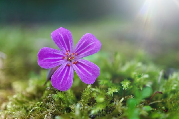 planta de flor rosa en el jardin