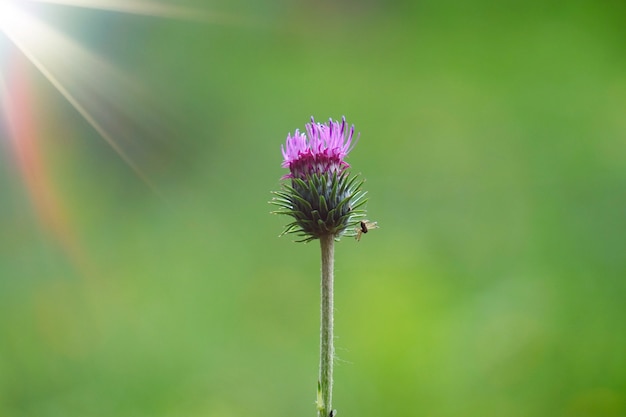 Planta de flor rosa en la naturaleza.