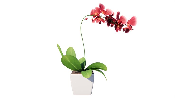 Foto una planta con una flor rosa en una olla que dice " orquídea "