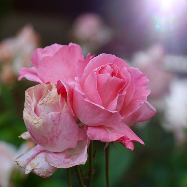 Planta de flor rosa en verano en la naturaleza.