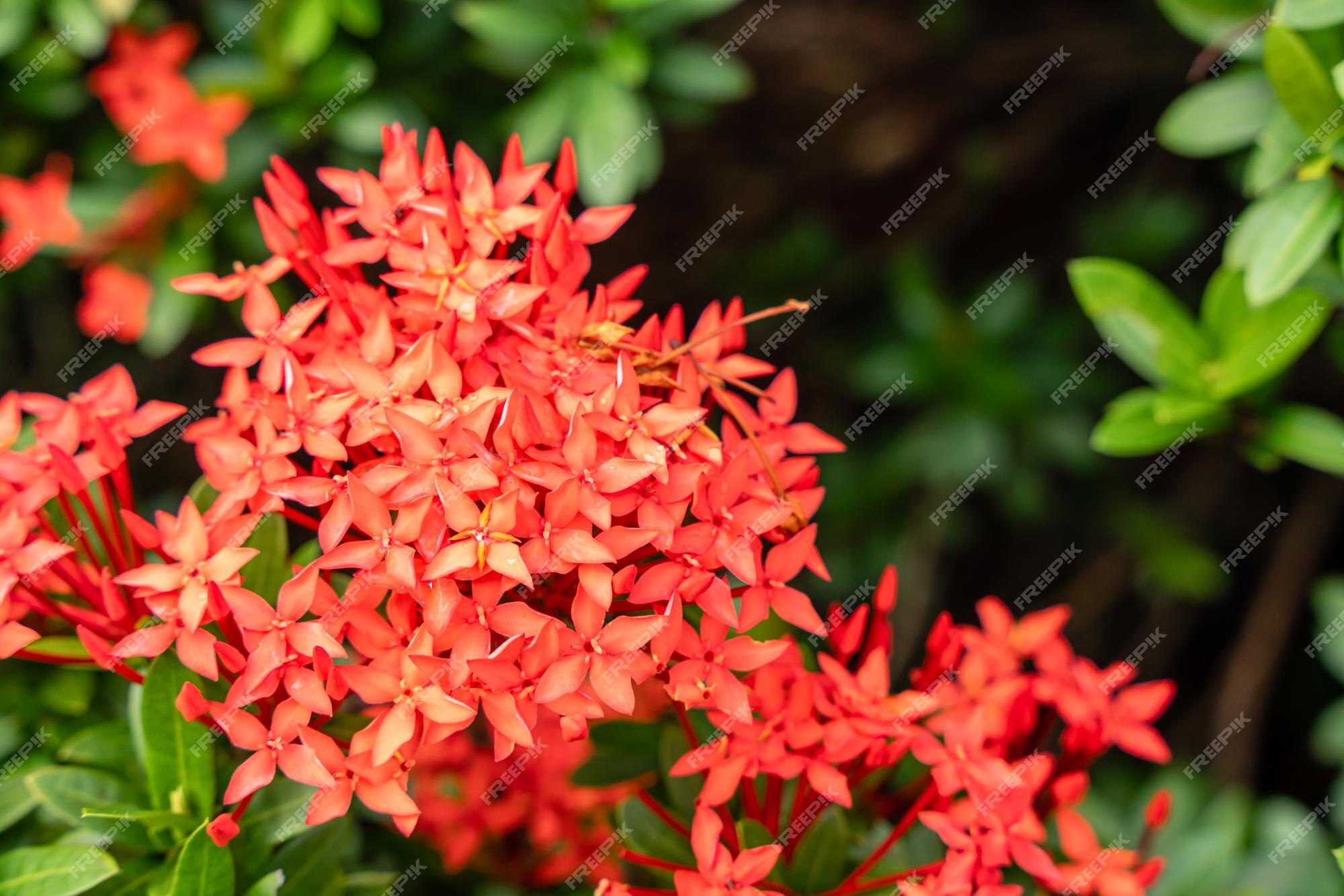 La planta de flor soka o rojo ixora chinensis comúnmente conocido como  pétalo de flores de ixora chino | Foto Premium